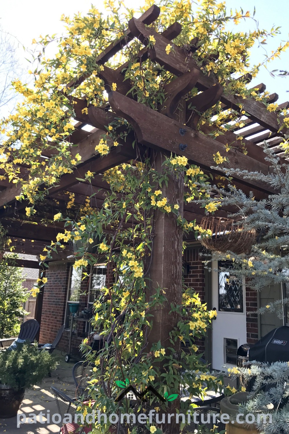 Wooden pergola with lush Carolina Jasmine vines and yellow flowers, creating a cozy outdoor space in front of a house, showcasing unique garden design ideas and decor inspirations for your home at wellnesswink.com.